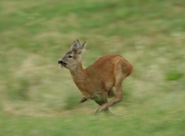 Il Capriolo